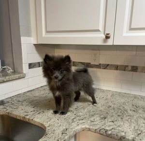 Blue female Pomeranian puppy