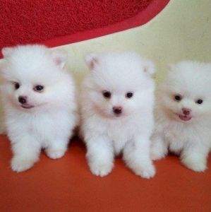 Cute Pomeranian Puppies for Adoption