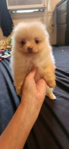 Pomeranian
