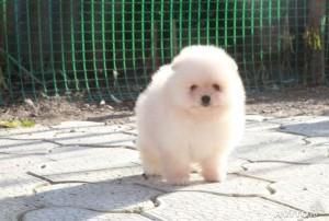 Stunning Pomeranian Puppies