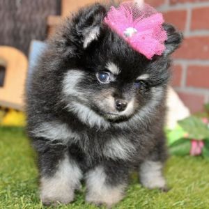 Cute Pomerania puppies available