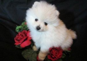 Charming Pomeranian Puppies ready at ***