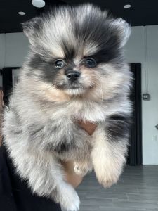 Beautiful and healthy puppies