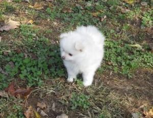 Top Quality Pomeranian Puppies Available