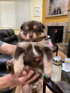 Pomeranian puppies - females