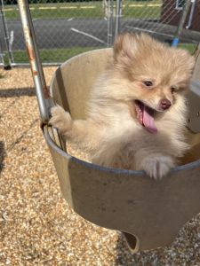 Pomeranian Puppies for sale