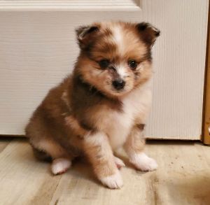 Female Pomeranian
