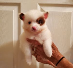 Pomeranian