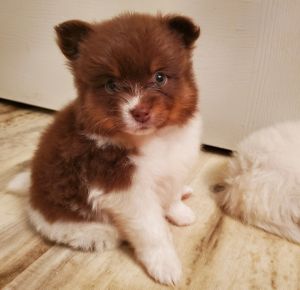 Pomeranian