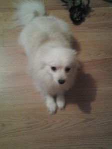 Miniature Pomeranian