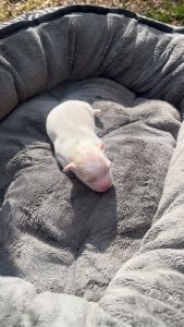 Purebred White Pomeranian (girl)