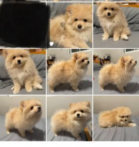 Pomeranian cuteness