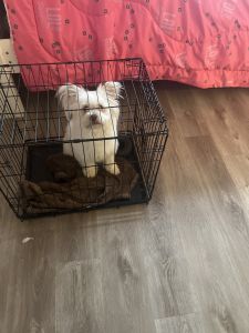 Pomeranian for sale