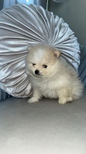 Pomeranian teddy bear