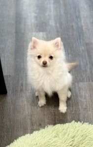 Name: Mimi, DOB: 05/04/2024, Female