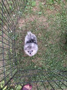 Merle Pomeranian puppy