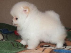 Teacup Pomeranian puppies ready