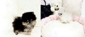 Miniature Tiny Teacup Pomeranian Puppies