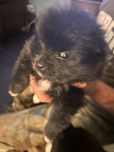 Ckc registered Pom Puppies