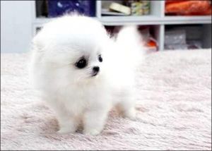 Toy Pomeranian Pups