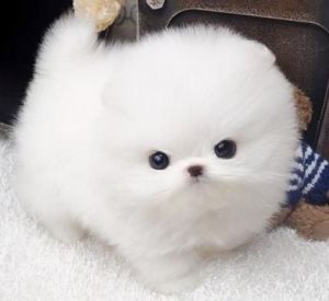 AKC Pomeranian puppies male and female available