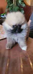 2x Male Pomeranian Pups