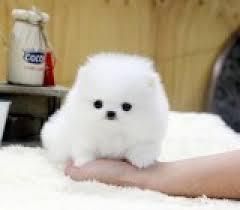 Micro Teacup Ice White Pom Available