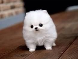 Adorable White Pedigree Pomeranian