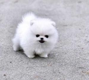 Breath Taking Pomeranian Puppy