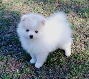 Affectionate Teacup Pomeranian Available