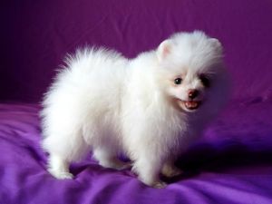 Top Quality Pomeranian Puppies Available