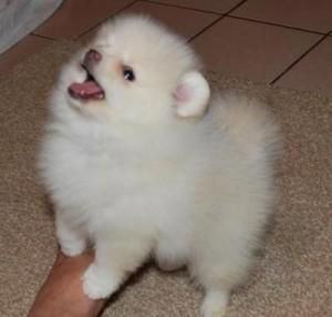 POmeranian (Male Female) Pups