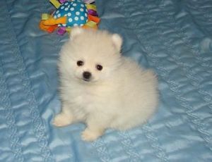 Sweet Male and Female Pomeranian Puppies