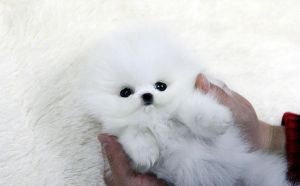 Male And Female Pomeranians (***) ***-***6