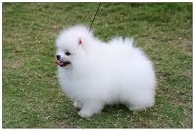 Super Adorable Pomeranian Puppies