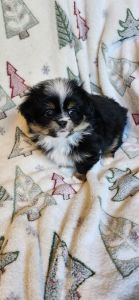 Pomeranian Puppies for sale in Aberdeen, Washington. price: $900