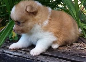 Magic Pomeranian Puppies