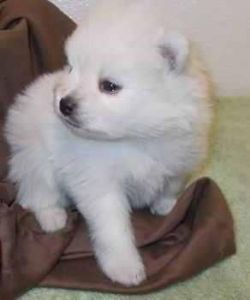 Adorable Princess, Ice White Pomeranian Available!