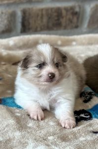 Ziggy, Lavender Merle Parti female Pomeranian