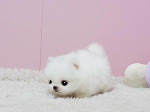 Stunning Pomeranian Puppies for sale!!