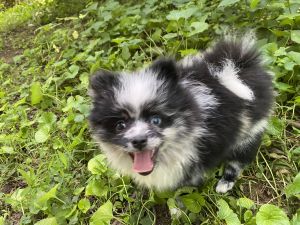 AKC Merle Pomeranian puppy