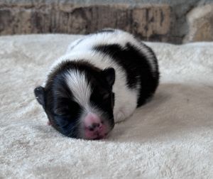 Spot, Male Pomeranian