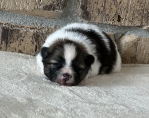 Spot Male Pomeranian