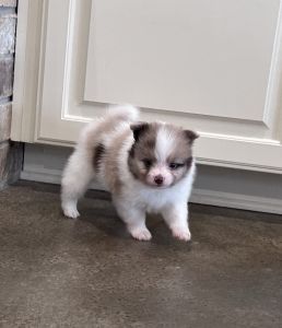 Patches CKC Pomeranian