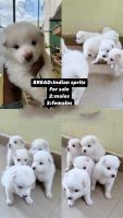 Pomeranian puppies are available with reasonable price