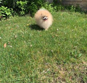 Akc mini Pomeranian