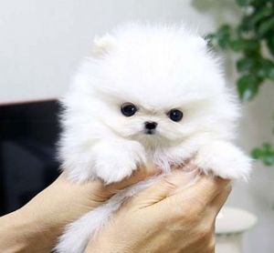 Adorable AKC purebred teacup pomeranian Puppies