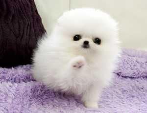 2 Pomeranian Puppies Available (***) ***-***3