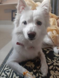 Pet Dog for adpotion