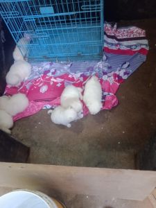 puppies to sale